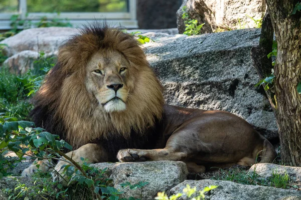 Lev Panthera Leo Jednou Čtyř Velkých Koček Rodu Panthera Členem — Stock fotografie