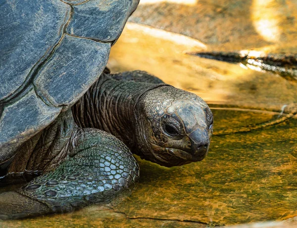 Aldabra Jätte Sköldpadda Curieuse Marine National Park Curieuse Island Seychellerna — Stockfoto