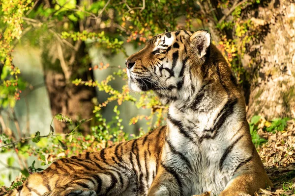 Siberische Tijger Panthera Tigris Altaica Grootste Kat Ter Wereld — Stockfoto