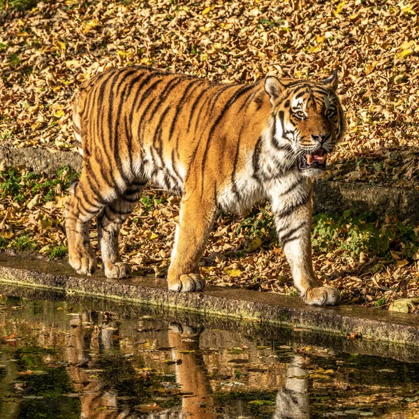 Tygrys Syberyjski Panthera Tigris Altaica Jest Największym Kotem Świecie — Zdjęcie stockowe