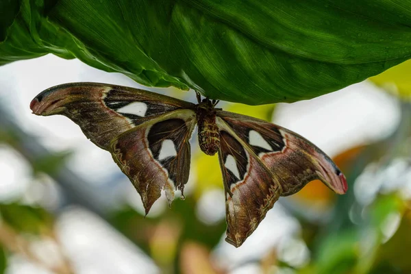 Falena Dell Atlante Atlante Attacus Queste Sono Falene Più Grandi — Foto Stock