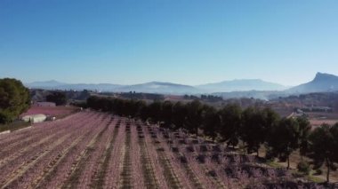 Cieza La Torre 'da şeftali çiçeği. Murcia bölgesindeki Cieza 'da çiçek açan şeftali ağaçlarının videosu. Şeftali, erik ve nektarin ağaçları. İspanya
