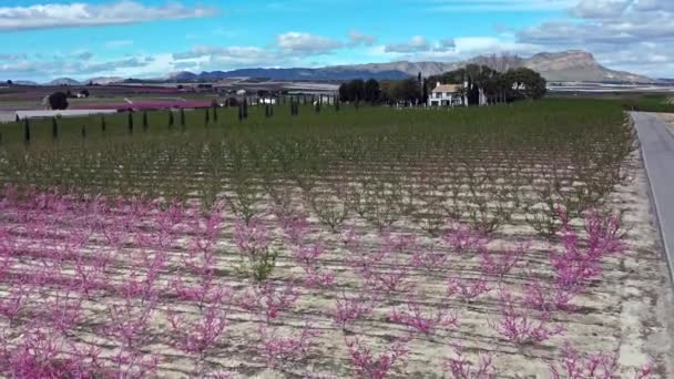 Peach Flossom Cieza Orchards Mirador Horno Macetua Відеографія Розквіту Персикових — стокове відео