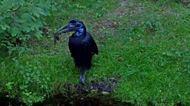 Abyssinian kuzeyi Hornbill, Bucorvus Abyssinicus, Afrika 'da yaşayan ve ekvatorun kuzeyinde bulunan bir kuş türüdür..