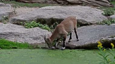 Erkek dağ keçisi ya da Alman parkındaki bir kayanın üzerindeki kapra dağ keçisi.
