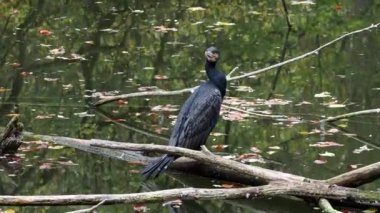 Kuzey yarımküre boyunca büyük siyah karabatak olarak bilinen büyük karabatak, Avustralya 'daki siyah karabatak ve Yeni Zelanda' nın daha güneyindeki siyah karabatak