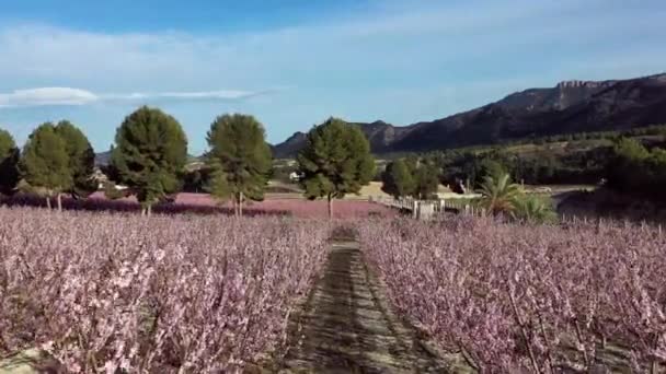 Pfirsichblüte Cieza Torre Videoaufnahme Einer Blüte Von Pfirsichbäumen Cieza Der — Stockvideo