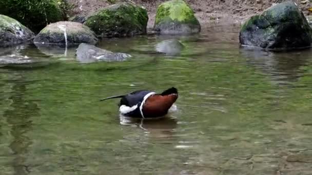 德国慕尼黑英国花园Kleinhesseloher湖中孤独的野鸭 — 图库视频影像