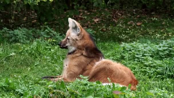 Sörényfarkas Chrysocyon Brachyurus Dél Amerika Legnagyobb Kutyája — Stock videók