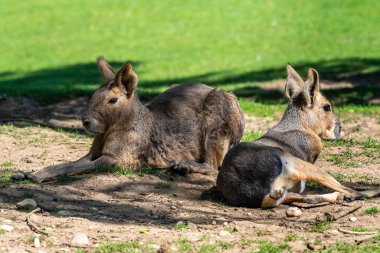 Patagonya Mara 'sı, Dolikotis patagonum. Gine domuzlarının bu büyük akrabaları Arjantin 'in Patagonya bozkırlarında yaygındır ama Paraguay gibi Güney Amerika' nın diğer bölgelerinde de yaşarlar..