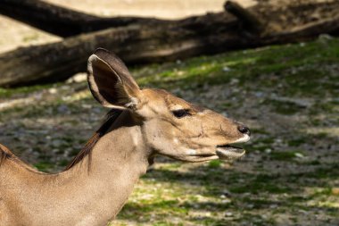 Taurotragus antilobu olarak da bilinen antilop, Doğu ve Güney Afrika 'da bulunan bir bozkır ve antiloptur..