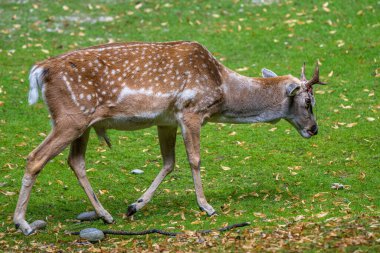 Fallow deer, Dama mezopotamya, Cervidae familyasından bir memeli türü..