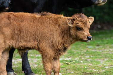 Bebek Heck sığırı, Bos primigenius Taurus, soyu tükenmiş yaban öküzlerine benzediğini iddia etti..