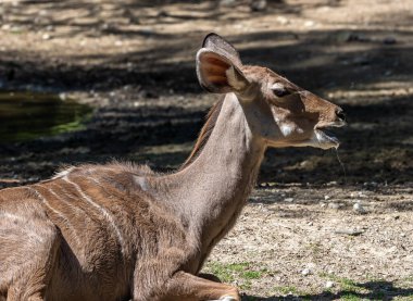 Taurotragus antilobu olarak da bilinen antilop, Doğu ve Güney Afrika 'da bulunan bir bozkır ve antiloptur..