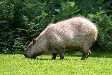 Capybara, Hydrochoerus hydrochaeris Güney Amerika 'da yaşayan bir memelidir. Dünyada yaşayan en büyük kemirgendir..