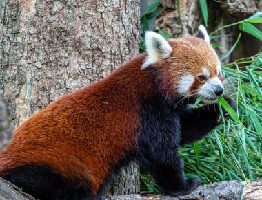 Kırmızı panda, Ailurus fulgens, daha küçük panda ve kırmızı kedi ayı olarak da bilinir..