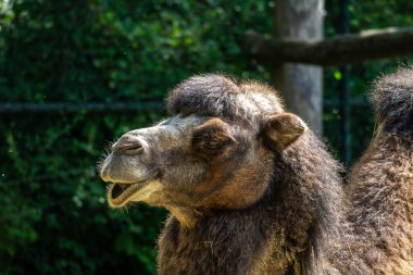 Bactrian develeri (Camelus bactrianus), Orta Asya 'nın bozkırlarına özgü büyük, tek ayak parmaklı bir bakteridir. Bactrian devesinin sırtında iki hörgücü vardır.
