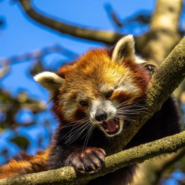 Kırmızı panda, Ailurus fulgens, daha küçük panda ve kırmızı kedi ayı olarak da bilinir..