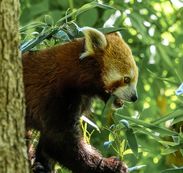 Panda Rojo Ailurus Fulgens También Llamado Panda Menor Oso Gato — Foto de Stock