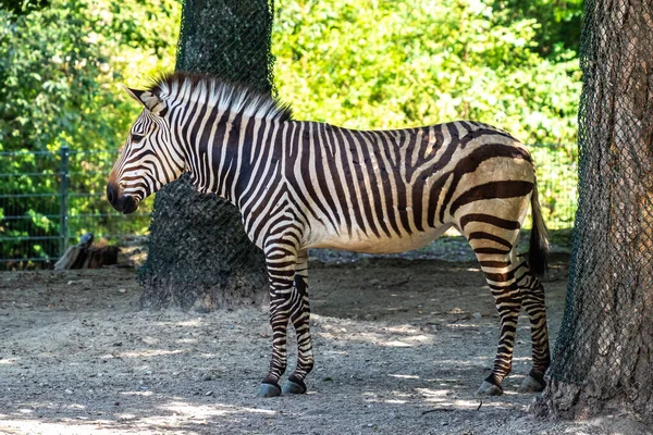 Zebra Górska Hartmanna Equus Zebra Hartmannae Jest Podgatunkiem Górskiej Zebry — Zdjęcie stockowe