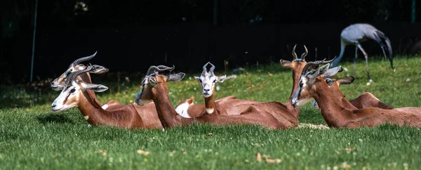 Dama Gazelle Uma Espécie Gastrópode Família Gazelaceae Vive África Deserto — Fotografia de Stock