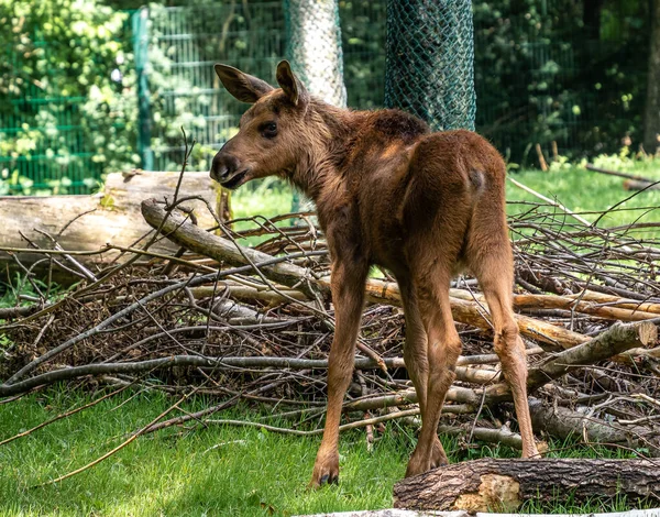 Europäischer Elch Alces Alces Auch Als Elch Bekannt Wildtier — Stockfoto