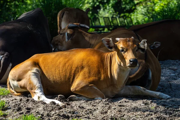 Banteng, Bos javanicus or Red Bull It is a type of wild cattle But there are key characteristics that are different from cattle and bison: A white band bottom in both males and females.