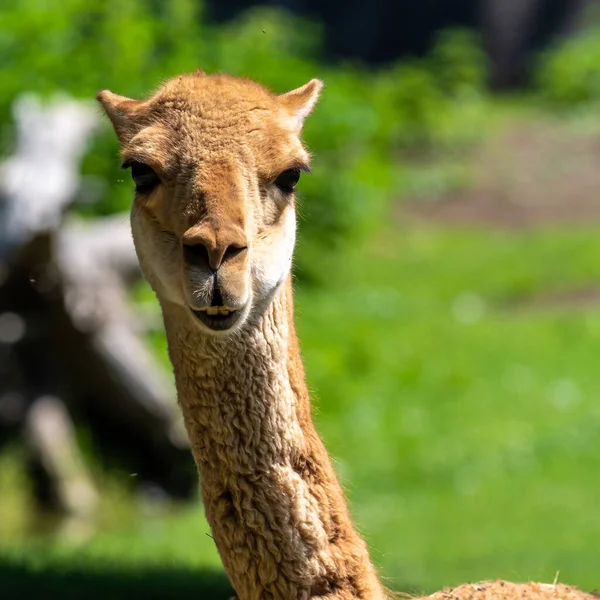 Vicunas Vicugna Vicugna Parientes Llama Que Viven Las Altas Zonas — Foto de Stock