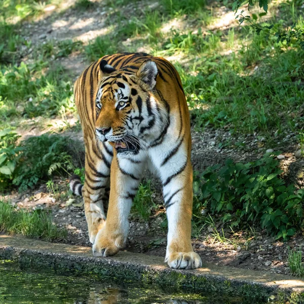 Sibiřský Tygr Panthera Tigris Altaica Největší Kočka Světě — Stock fotografie