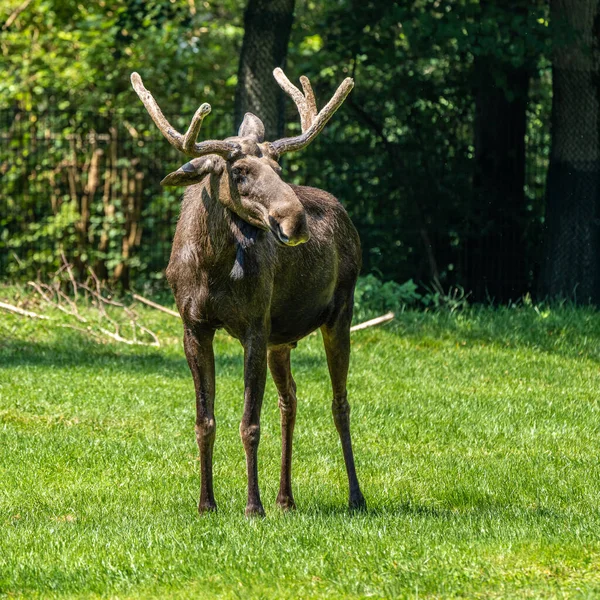 European Moose Alces Alces Also Known Elk Wild Life Animal — Stock Photo, Image