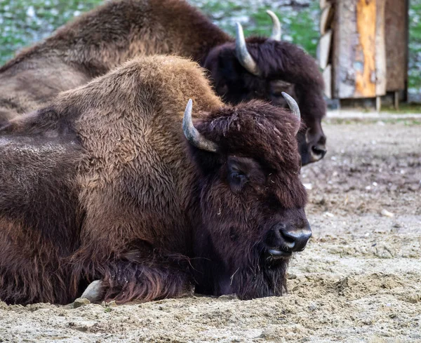 Bisonte Americano Simplemente Bisonte También Conocido Comúnmente Como Búfalo Americano — Foto de Stock