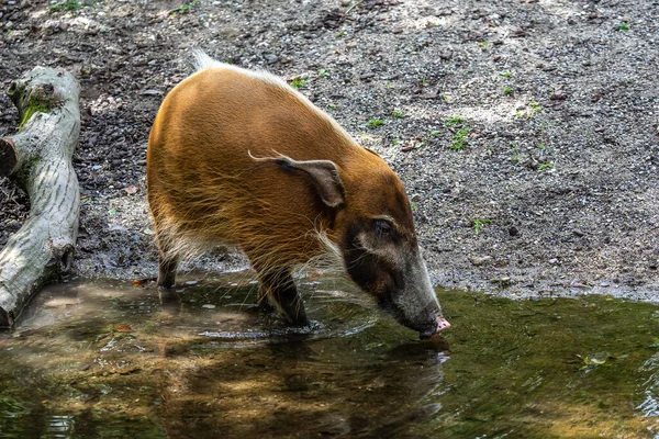 Porco Rio Vermelho Potamochoerus Porcus Também Conhecido Como Porco Mato — Fotografia de Stock