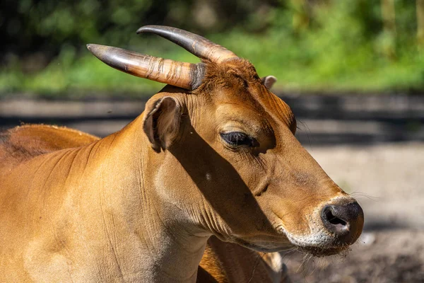 Banteng Bos Javanicus Red Bull Tipo Ganado Salvaje Pero Hay — Foto de Stock