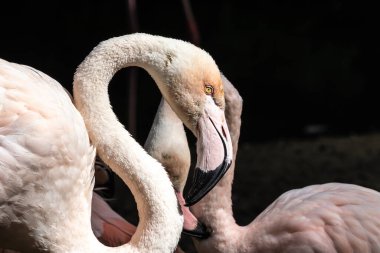 Amerikan flamingosu, Phoenicopterus ruber, flamingonun büyük bir türüdür..
