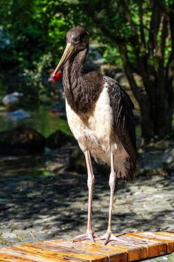 Kara leylek, Ciconia nigra leylek familyasından büyük bir kuş türü..