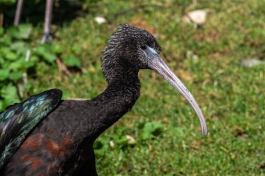 Parlak aynak, Plegadis falcinellus, Threskiornithidae familyasından bir kuş türü..