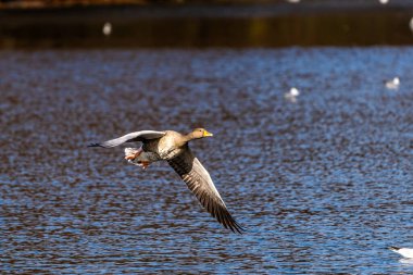 Anser anser, Anatidae familyasından Anatidae familyasından bir kaz türü. Burada havada uçuyor..