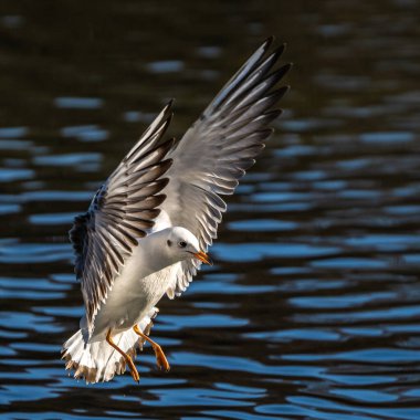 Larus Argentatus, Avrupa 'nın batısındaki tüm martılar arasında en çok bilinen martılardan biri olan büyük bir martıdır. Burada havada uçuyor..
