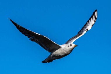 Larus Argentatus, Avrupa 'nın batısındaki tüm martılar arasında en çok bilinen martılardan biri olan büyük bir martıdır. Burada havada uçuyor..