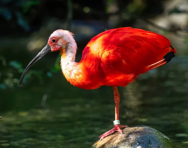 Scarlet Ibis Eudocimus Ruber Είναι Ένα Είδος Ibis Της Οικογένειας — Φωτογραφία Αρχείου