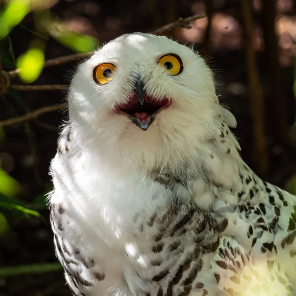 Coruja Nevada Bubo Scandiacus Uma Coruja Branca Típica Família Das — Fotografia de Stock