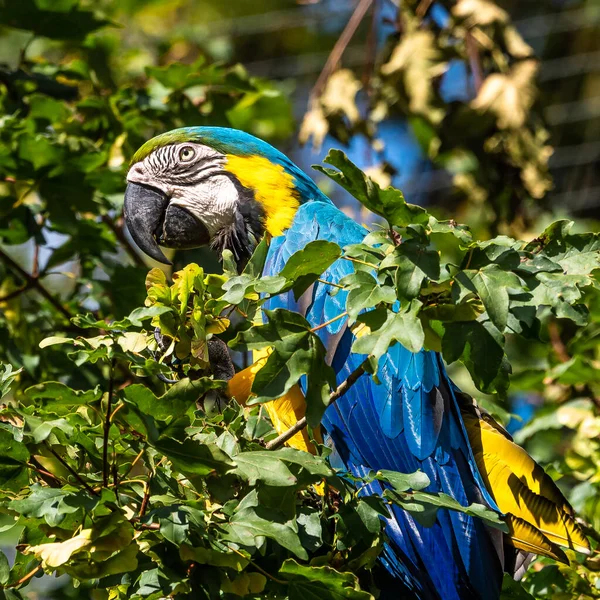 Mavi Sarı Papağan Ara Aratyası Mavi Altın Papağanı Olarak Bilinir — Stok fotoğraf