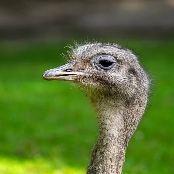 Rhea Darwin Rhea Pennata Também Conhecido Como Menor Rhea Grande — Fotografia de Stock