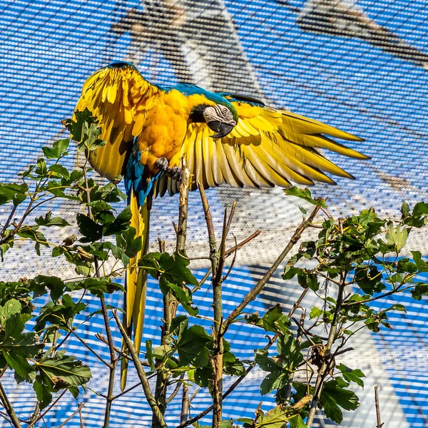 Blue Yellow Macaw Ara Ararauna Also Known Blue Gold Macaw — Stock Photo, Image