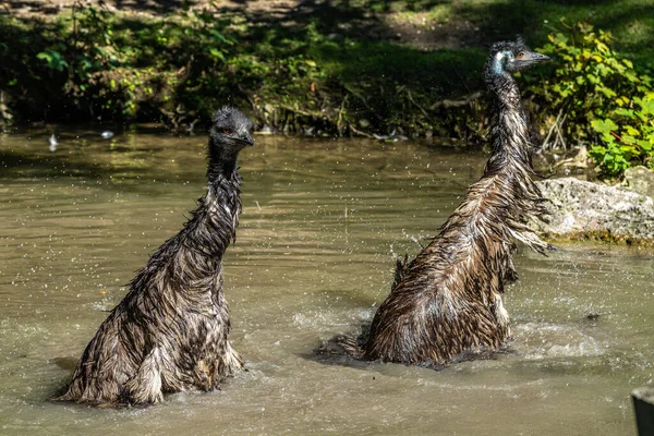 Emu Dromaius Novaehollandiae Είναι Δεύτερο Ύψος Ζωντανό Πτηνό Σύμφωνα Την — Φωτογραφία Αρχείου