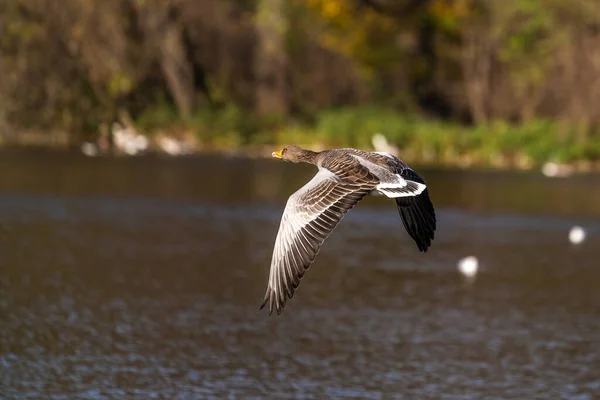 Greylag Goose Anser Anser Anatidae Vízimadarak Családjába Tartozó Nagy Libafajok — Stock Fotó