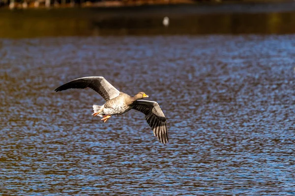 Greylag Goose Anser Anser Anatidae Vízimadarak Családjába Tartozó Nagy Libafajok — Stock Fotó