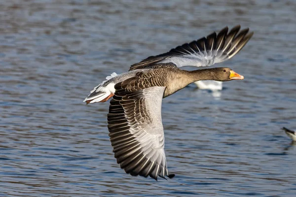 Χήνα Greylag Anser Anser Είναι Ένα Είδος Μεγάλης Χήνας Στην — Φωτογραφία Αρχείου