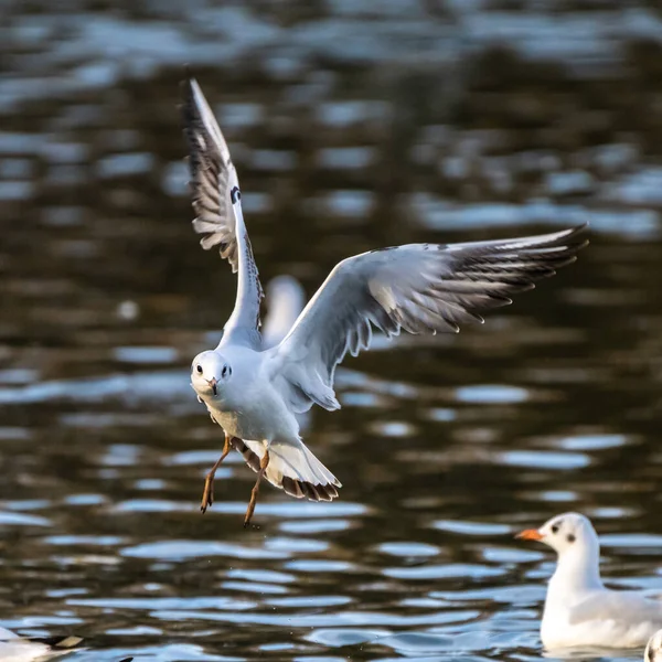 Avrupa Ringa Martı Larus Argentatus Büyük Bir Martıdır Batı Avrupa — Stok fotoğraf