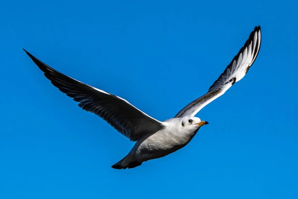 European Herring Gull Larus Argentatus Large Gull One Best Known — Stock Photo, Image